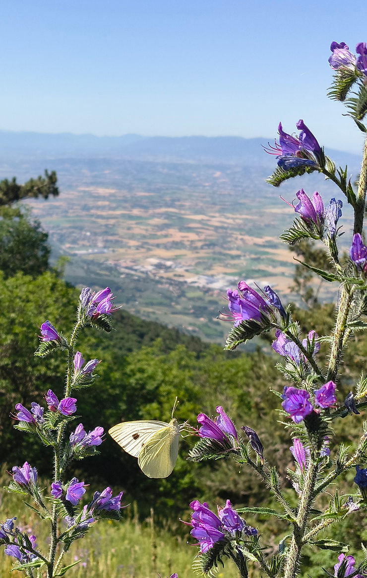 White butterfly on purple wildflowers overlooking a hazy mountain valley under a clear blue sky